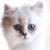 1553.gif